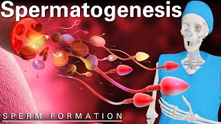 Exploring Spermatogenesis A 3D Animated Journey Through Male Reproduction [upl. by Lean]