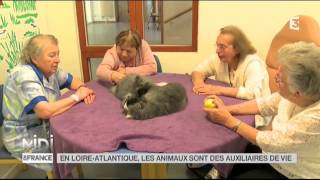 ANIMAUX  En Loire Atlantique les animaux sont des auxiliaires de vie [upl. by Benjamin643]