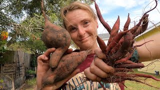 Harvesting and Curing Sweet Potatos  2024 Haul [upl. by Leanne]