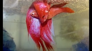 BETTA FISH MATING MUST WATCH [upl. by Cecily]