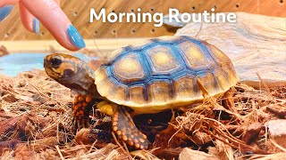 Morning routine of a baby tortoise [upl. by Nosylla]