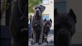 Cane corso👹🐕 vs labrador Caucasian ytshorts WhatsApp Doglove542 shortsfeed status video [upl. by Nniuqal]