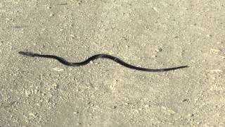 Black Whip Snake Dolichophis jugularis  Cyprus [upl. by Ysteb]