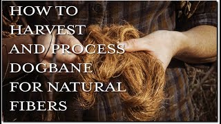 How To Harvest and Process Dogbane For Natural Fibers [upl. by Ynaffi808]