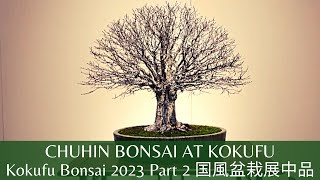 Kokufu Chuhin Bonsai Section in 2023 Part 2 第97回国風盆栽展前期中品盆栽 [upl. by Anoif804]