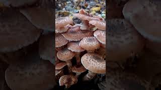 Opieńka miodowa poradnikogrodowy mushroom fungi gribi forest armillaria [upl. by Bergmann437]