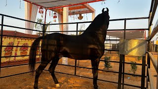 Pushkar Fair Updates Of 5th of Now  pushkarhorsefair 2024 [upl. by Farly]