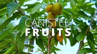 CANISTEL FRUITS EGGFRUIT SOUTHWEST FLORIDA URBAN GARDENING [upl. by Fairley990]