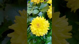 Dahlia pinnata dahlia dahliaplant dahlias flower flowers yellow [upl. by Neall]