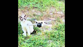 Bobtail And The Drone ▢ 4K HDR Short [upl. by Lucilia]