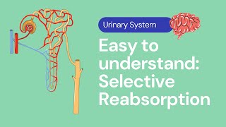 Selective Reabsorption in the Kidney  Excretion [upl. by Rives372]