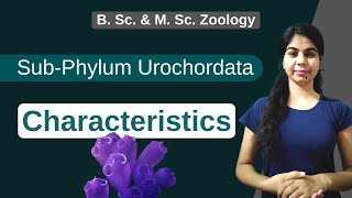 SubPhylum Urochordata  characteristics  B Sc amp M Sc  Zoology [upl. by Analem]