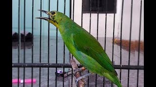 Burung Cucak Ijo Bahan Calon Juara [upl. by Ebner210]