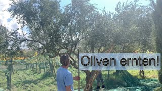 🍈 Oliven ernten in Italien 😍 [upl. by Meyers]