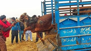 caw Cow zone At Cattle MarketBull Unloading Morning Timeyoutube Msa cattle life [upl. by Anegue]