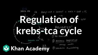 Regulation of Krebs  Citric Acid Cycle [upl. by Dnomal526]