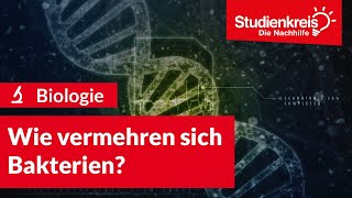 Wie vermehren sich Bakterien  Biologie verstehen mit dem Studienkreis [upl. by Bohannon1]