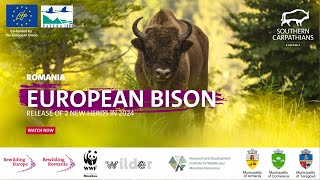 European bison release Southern Carpathians  Rewilding Europe  Rewilding Romania  WWF Romania [upl. by Riatsala]