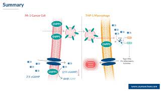 Modulation of ENPP1 Activity amp 2´3´cGAMP Degradation in Ovarian Cancer Cell Lines [upl. by Aynnek]