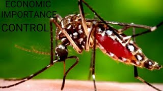 MOSQUITO  ECONOMIC IMPORTANCE  PREVENTION AND CONTROL  BSc 3rd  Vectors and Pest UNIT 2nd [upl. by Yetac]