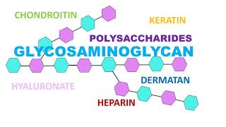 Glycosaminoglycan [upl. by Cosma]