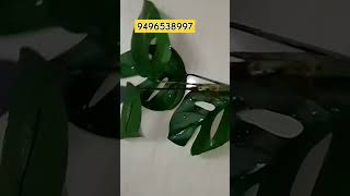 MONSTERA TOP CUTTINGS AVAILABLE AT 50 60CC ecofriendly ecommerce plants garden explore [upl. by Ylrehs746]