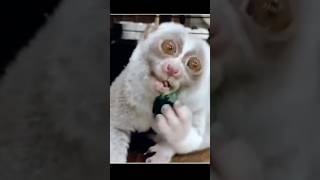 About slow loris viral shorts youtubeshorts trending [upl. by Hsivat]