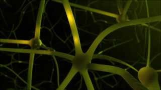 Nerve Conduction simulation quotNeurotransmission Animationquot [upl. by Anihsak]