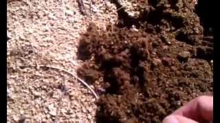 Digging up a Myrmecocystus navajo queen  Palm Desert California 852014 [upl. by Tsan]