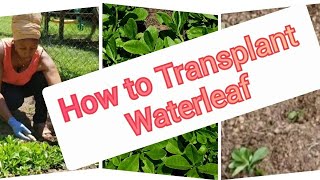 How to Transplant Waterleaf  Step by step [upl. by Arracat]