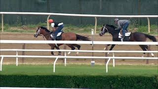 Forte 5f breeze at Belmont Park  June 3 [upl. by Thorndike192]