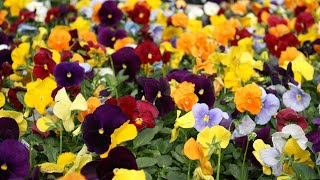 Beautiful Pansy Varieties  Viola tricolor [upl. by Paule]