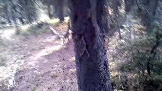 Spinone Italiano hunting grouse in Colorado [upl. by Enitsahc827]