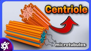 centriole in 3 Minutes  structure and function [upl. by Ynaffets]