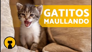 Gatos BEBÉS LLORANDO fuerte 🐱 Maullidos de GATOS RECIÉN NACIDOS [upl. by Aihtekal]