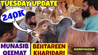 TUESDAY UPDATE  BACHRA 240K ONTH 500K  ABLAK SAHIWALI NUKRAY  MAKHI CHEENAY KHASI DESI BAKRAYcow [upl. by Furlong]