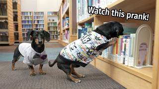 Ep 5 The Dogs Go to The Library  Cute amp Funny Dachshund Video [upl. by Copeland]