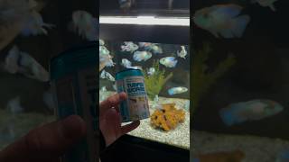 Feeding the Electric Blue Acaras [upl. by Marv]