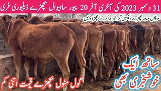 Big offers 2023 How to start WachaBachra Farm  Cheap Prices Calf in Okara  Cattle Market Tips [upl. by Anetsirhc858]