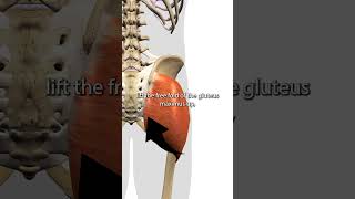 Gluteus Maximus Trigger Points [upl. by Anilocin]