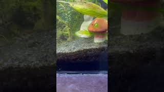 Best way to remove algae from your aquarium😍😍 viralvideo shorts [upl. by Islehc713]