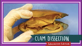 Clam Dissection  Coming Out of Its Shell EDU [upl. by Nisior]