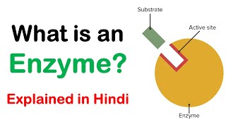 What is an Enzyme  Hindi  Dr Priyank Singhvi [upl. by Philemon]