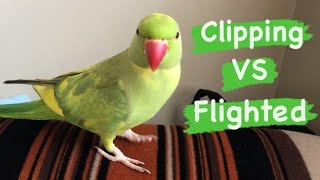 Wing Clipping VS Full Flighted Birds  Should you Clip your Birds Wings [upl. by Ahsilrak]