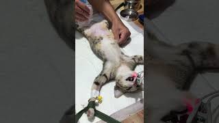 Disinfecting before doing spayed shortvideo spayandneuter disinfectionservices [upl. by Ahders]