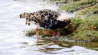 Ruff feeding at Marshside RSPB [upl. by Zubkoff]