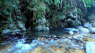 Relaxing Flowing River Sounds Calming Forest Water for Deep Sleep Study amp Meditation [upl. by Lennahc]