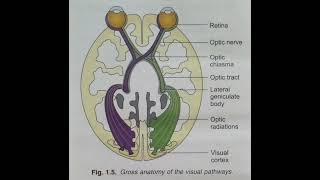 Grass anatomy of the visuals pathway [upl. by Icaj]