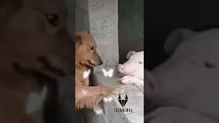 🧡 Verdadera historia de amor entre especies 🐶 perro y cerdo besandose [upl. by Aela]