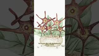 The Voynich Manuscript PART1 facts urbanlegends science history [upl. by Alatea]